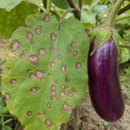 আক্রান্ত পাতার ছবি